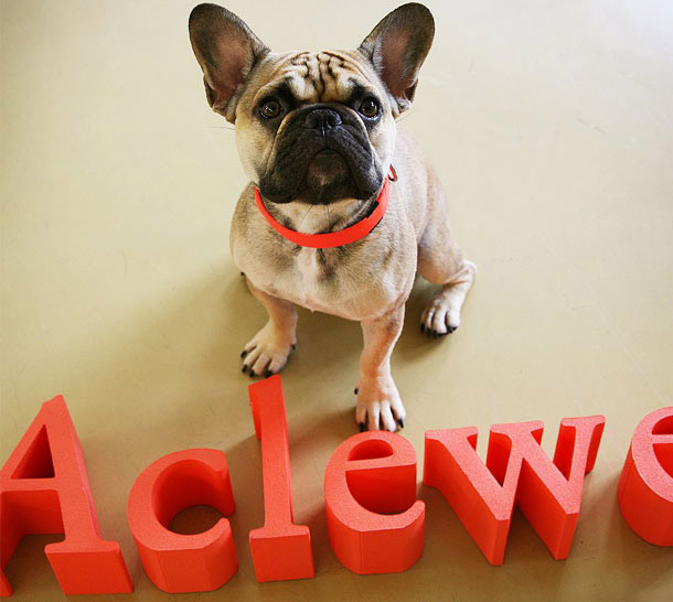 Agenturhund sitzt vor Aclewe Schriftzug in Agentur Köln