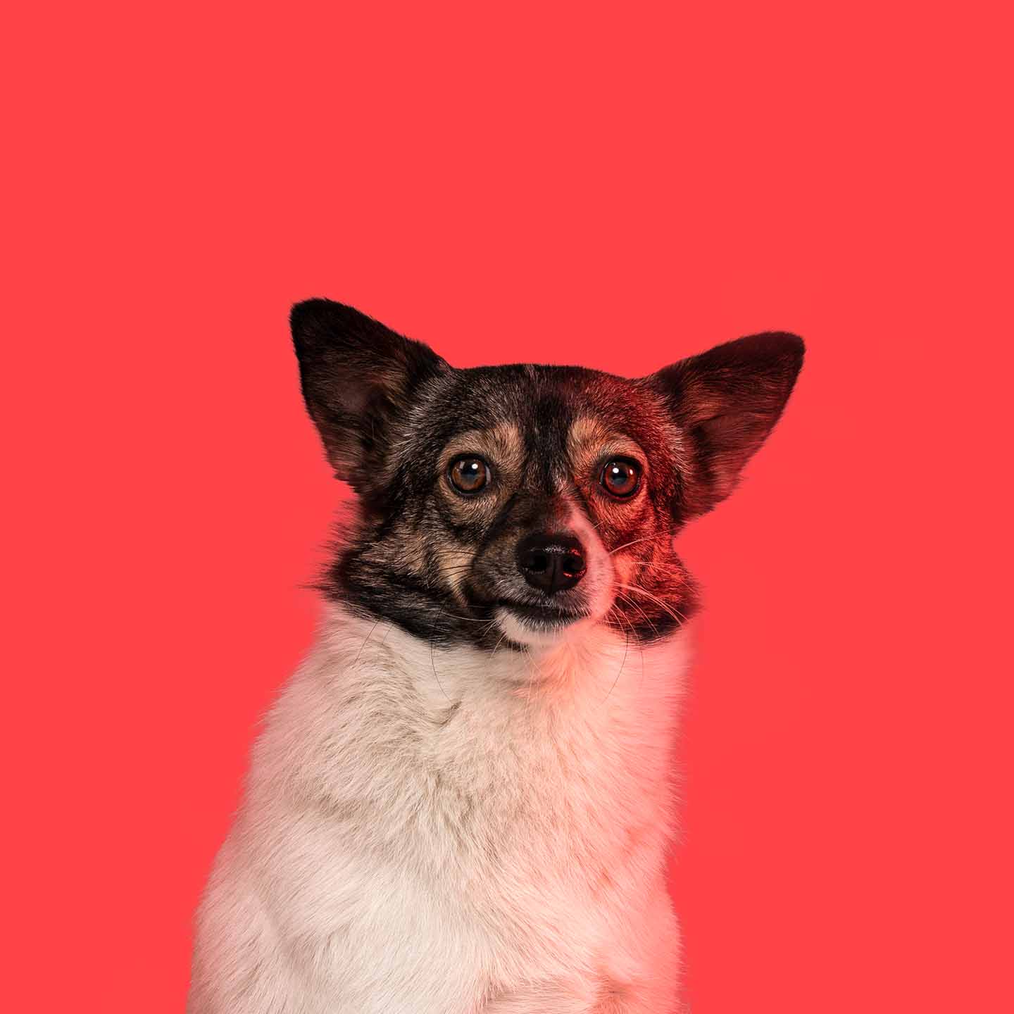 Aclewe Agenturhund Lilly vor rotem Hintergrund